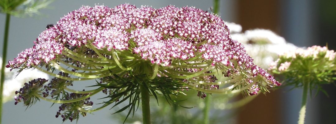 Wildblume